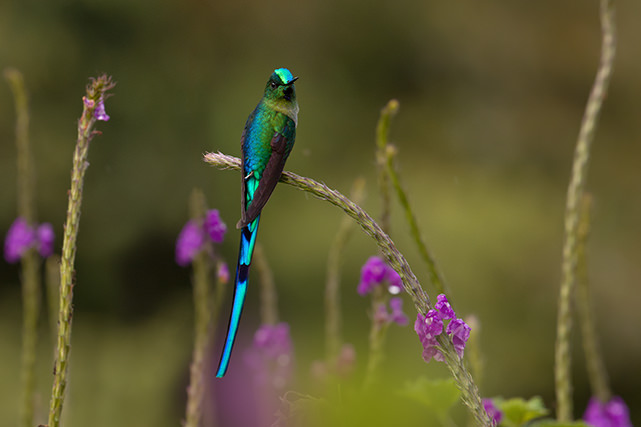 Long tailed Sylph Magic Birding