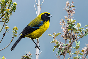 Masked Mountain Tanager