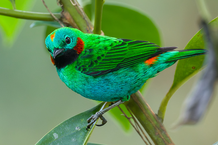 Orange eared Tanager 2 Jorge Luis Cruz Alcivar