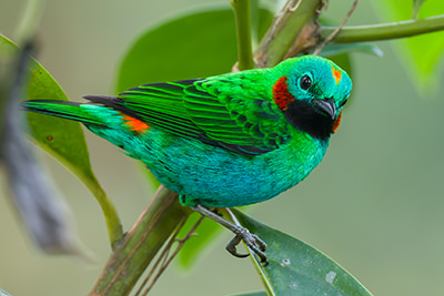 Orange eared Tanager 400 Jorge Luis Cruz Alcivar