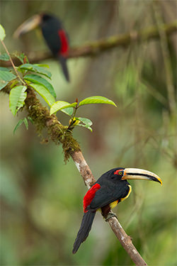 Pale mandibled Aracari Milpe