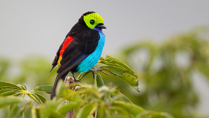 Paradise Tanager Ecuador Amazon