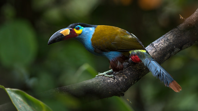 Plate billed Mountain Toucan 5