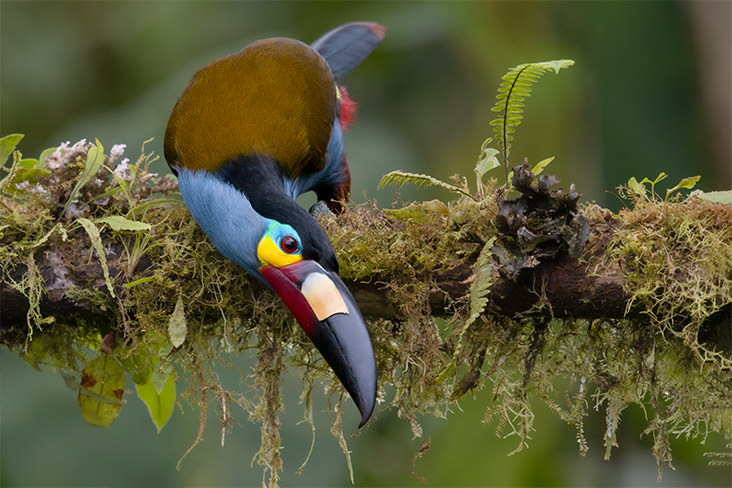 Plate billed Mountain Toucan Cloud Forest