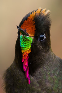 Rainbow bearded Thornbill 4 