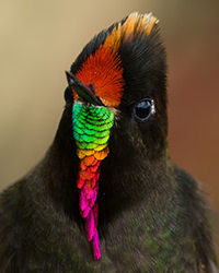 Rainbow bearded Thornbill3