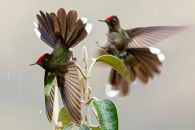 Rainbow bearded thornbill