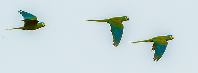 Red bellied Macaw Sumaco Bajo