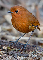 Rufous Antpitta feeding station