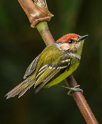 Rufous crowned Tody Flycatcher San Jorge Guacamayos