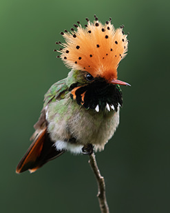 Spangled Coquette