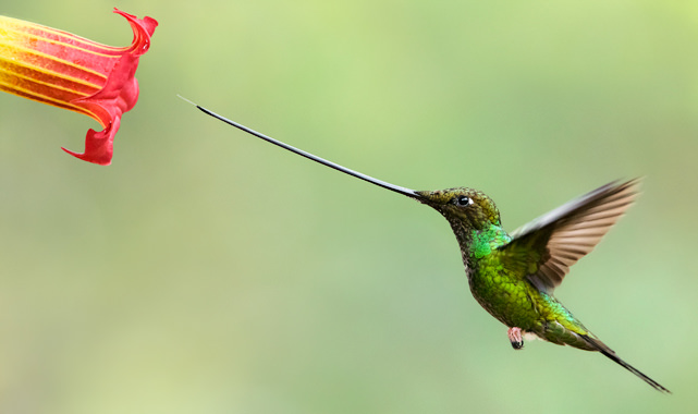 Sword billed Hummingbird Ensifera ensifera 8