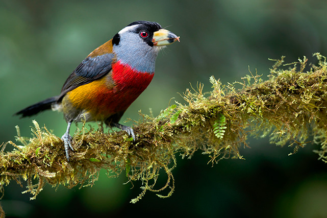 Toucan Barbet San Jorge Tandayapa