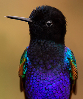 Velvet purple Coronet Jorge Luis Cruz Alcivar