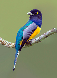 Violaceous Trogon 3