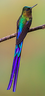 Violet tailed Sylph Tandayapa