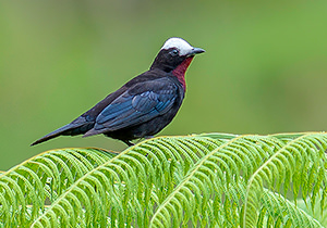 White capped Tanager 3