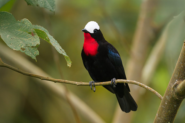 White capped Tanager Ecuador 2