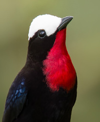 White capped Tanager SML Jorge Luis Cruz Alcivar