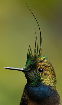 Wire crested Thorntail Ecuador