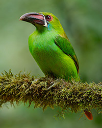 crimson rumped toucant tandayapa