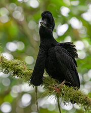 long wattled umbrellabird ecuador