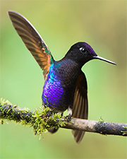 velver purple coronet ecuador